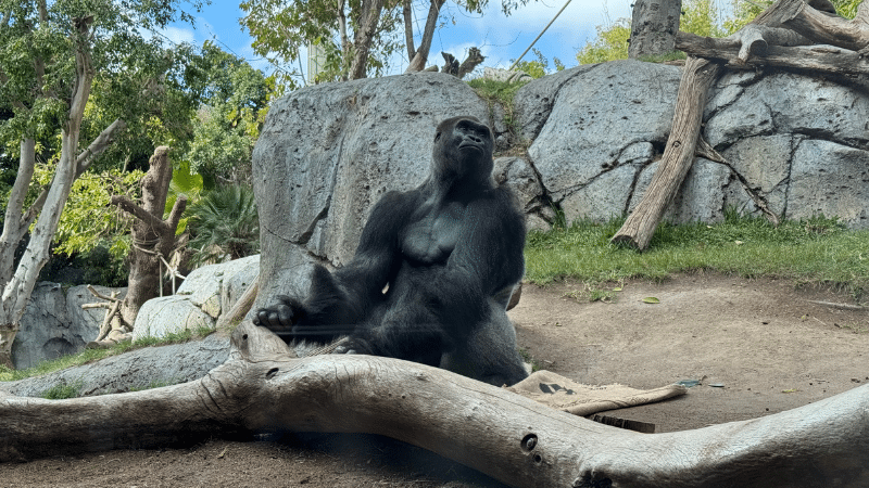 Monkeys in San Diego Zoo