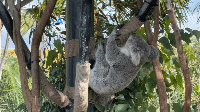 Koalas in San Diego Zoo