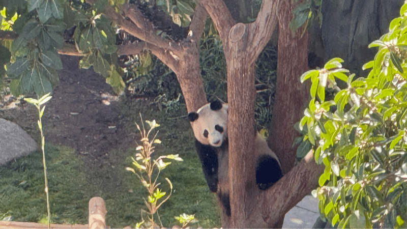 Pandas in San Diego Zoo